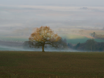 Misty valley tree light This image is a rural landscape photograph taken at dawn in early spring, featuring a single tree illuminated by soft morning light. The mist gently settles in the valley, creating a layered effect with fields and distant trees receding into the background. The rural setting is enhanced by the presence of multiple fields and hedgerows, indicating countryside typical of springtime. The interplay of mist and dawn light highlights the tree as the main subject, making the scene atmospheric and tranquil.